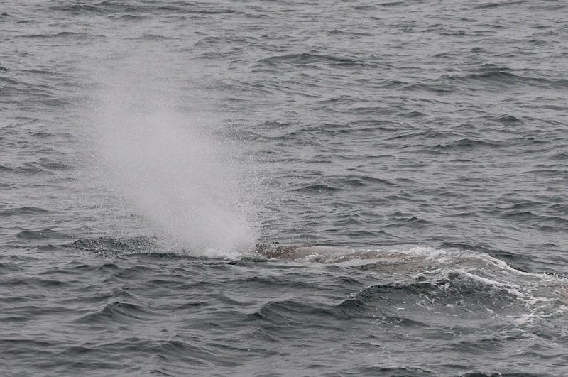 53 Kaskelotti 8.jpg - Glenn on uros kaskelotti